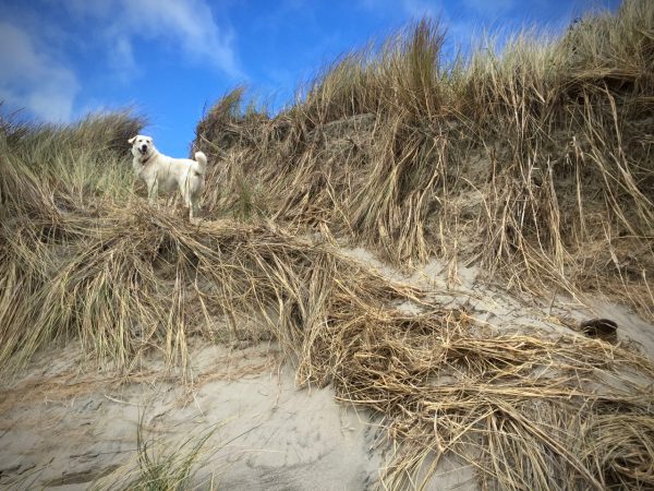 Kaylee, looking quite pleased, atop the correct dune.