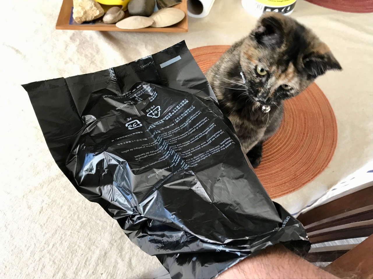 My cat, Pwykka, watches my bag demonstration.